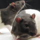 Illustration for article titled A Rat Study Finds that Acupuncture Can Treat Alcohol Addiction... in Rats